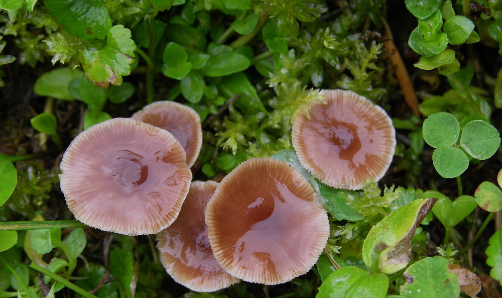 Gymnopus fusipes e Gymnopus impudicus